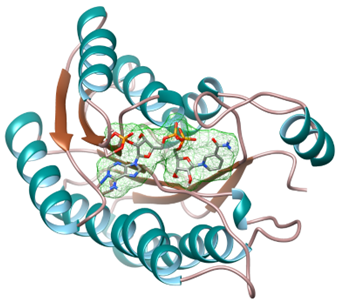 Quantum-Chemical Descriptors of Hydroxychloroquine and Remdesivir