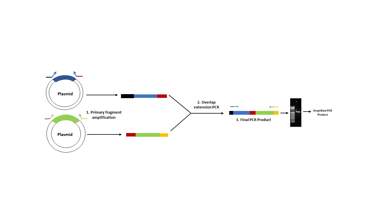 Catalytic evolution: Advancing biocatalysis with enzyme engineering